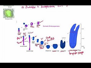 SOMATIC EMBRYOGENESIS