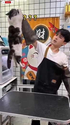 Cute Cat’s Relaxing Bath 🐱🛁 | Most Satisfying Cat Grooming Ever || What do cats like the most