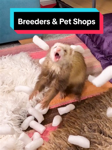 Ferret Breeders v. Pet Shops... #ferretsoftiktok #fyp #guide #ferrets