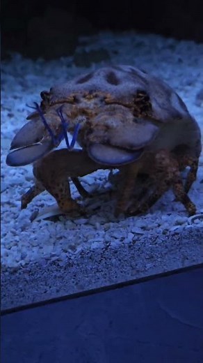 Slipper Lobster: The Weirdest Lobster You’ve Never Seen!