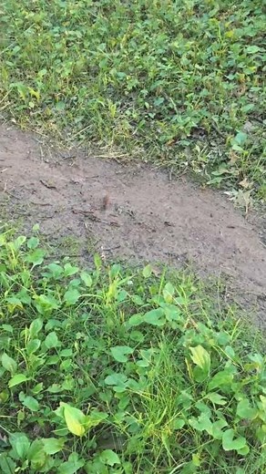Bizarre Behavior of A Meadow Vole Running Constantly in Circles