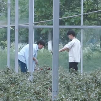 玫瑰往事#月向熙楠 #陈少熙 #何浩楠