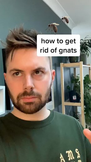 Dealing with Annoying Gnats in Your Indoor Plants