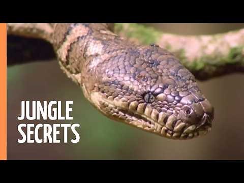 Inside Asia’s Wildest Jungles | Full Documentary