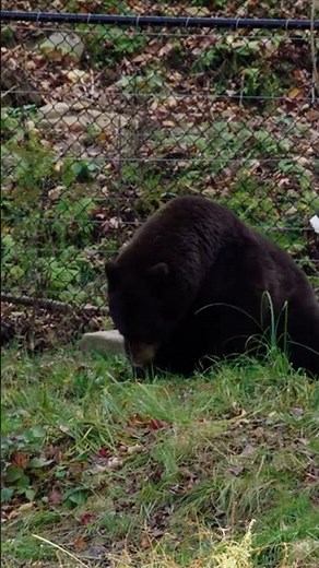 3 Bear Hunting Tips Most Hunters Don’t Know (But Should!) 🐻🔥