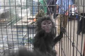 Animal trafficking in Indonesia