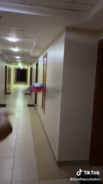 Blue the Cockatoo على TikTok