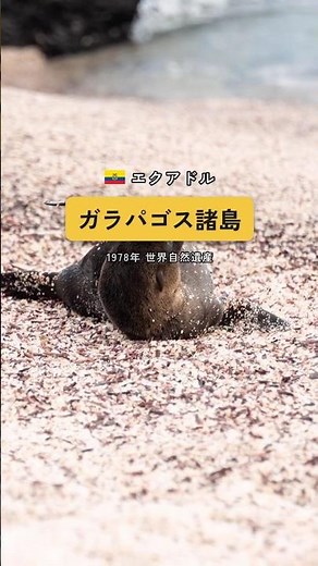 進化論は この島から生まれた？｜世界自然遺産 ガラパゴス諸島 #shorts