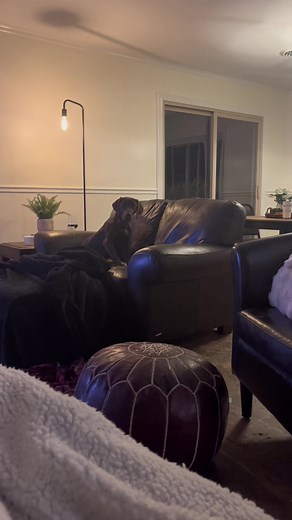 Why Dogs Are Scared of Fart Noises