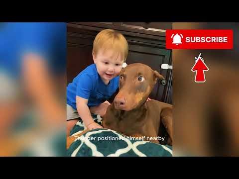 Is This Really My Baby Brother? Doberman Meets Newborn For First Time ❤️