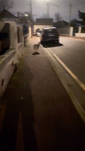 Thibault Laurent on Instagram: "La liberté n’est pas un droit. C’est un contrat. 🦮 Hier, test “à blanc” dans une rue calme avec une chienne amie. Verdict : Mizumi ne se gère plus. Retour en longe. Pas par punition — par sécurité et par pédagogie. Rappel des règles du sans-laisse en ville : • Trottoir = frontière. On reste dessus, calme. 🚶‍♂️ • Stop à l’ordre, “go” seulement sur autorisation. 🛑 • Auto-arrêt aux passages piétons, même avec un congénère en face. 🚦 • Rappel nominal = retour immé