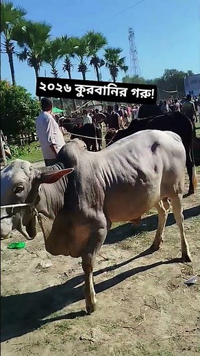 See the 2026 sacrificial cow! Amraid Cow Market, Gazipur.