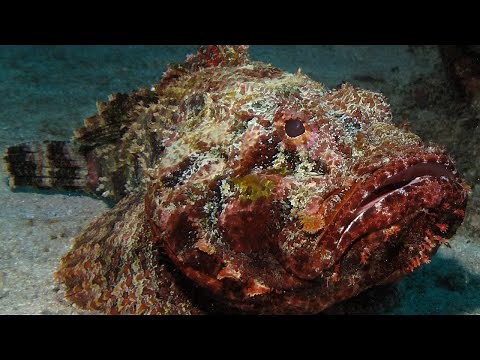 One of the most venomous fish in the world: Stonefish | Oceana