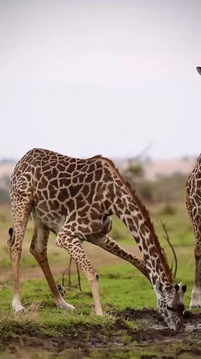JIRAFA La jirafa es el ruminante más pesado y el mamífero terestre mas alto del planeta, y además resulta fácil de reconocer por su cuello alargado y el atractivo dibujo de su piel. Está presente en la mayoría de parques nacionales y reservas de kenia. Existe tres razas regionales diferente. La abundante jirafa masai al sur y al este, más al norte la hermosa y mas amenazada jirafa reticulada. Y al oeste la jirafa de Rothchild. ORGANIZACIÓN SOCIAL Suele agruparse en manada de 10-15 ejemplares, au