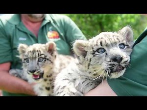 OMG baby snow leopards!