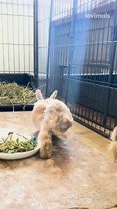 Clement Rabbit Rescue doing incredible work daily! 🙌 | Lovimals