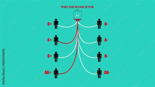 Blood group compatibility chart. Blood group compatibility table. Blood group table. Blood groups for donation.human blood types rendering. blood donation with all possible blood group combinations.
