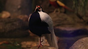Bird, Feathers, Tropical. Free Stock Video