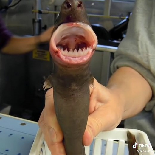 Cookie Cutter Shark Attack: A Painful Encounter in the Ocean