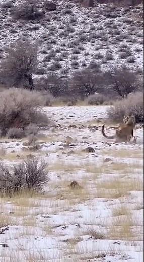 Tiger vs Snow Leopard: Epic Fight Caught on Camera! 😱