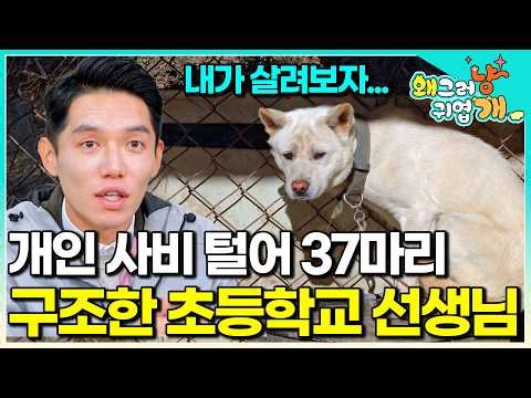 Elementary school teacher saves all 37 dogs from hell just 2 days before euthanasia │#WhyAreYouBe...