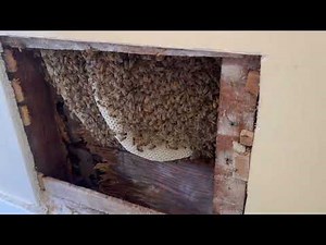 The second bee removal from a house this year.