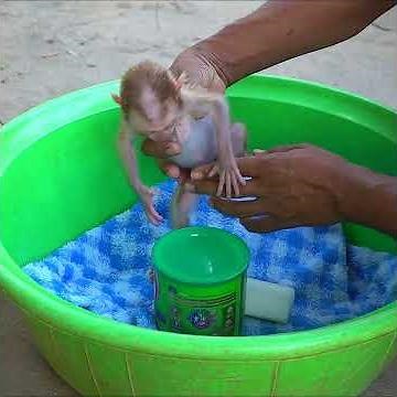 #sorts #babypets #cute monkey# Adorable #