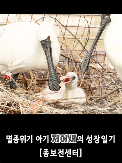 [종보전센터] 멸종위기 아기 저어새의 성장일기 🦩👶✨ 올해 봄 서울대공원 종보전센터 '저어새' 방사장에는 귀한 움직임이 포착되었습니다.👀 심각한 멸종위기종인 저어새 야외 둥지에서 새끼가 태어났는데요, 귀한 새 생명~ 저어새가 부모 저어새의 극진한 보살핌을 받고 자라 둥지를 떠나 무리들과 어울려 스스로 먹이를 먹을 때까지의 성장일기를 여러분께 모아모아~ 공개합니다. 📸 서울대공원 종보전센터에서는 2015년부터 멸종위기종 저어새를 복원하기 위한 노력을 시작했습니다. 🔬 처음엔 쉽지 않은 도전이었지만, 무려 세 번의 시도 끝에 자연 육추에 성공하며 큰 희망을 안겨주었습니다! 🙌🙌🙌 서울대공원 종보전센터는 저어새 복원사업뿐 아니라 우리나라의 토종 야생동물의 종 보전과 생태교육도 활발히 진행 중입니다. 📚🦉 많은 응원과 관심 부탁드립니다. ❤️🙏 #서울대공원 #서울동물원 #종보전센터 #서울대공원종보전센터 #seoulgrandpark #seoulzoo #zoo #seoul 