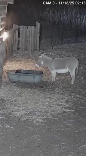 Nighttime CCTV captures wild boar attacking donkey | Fluffy TV