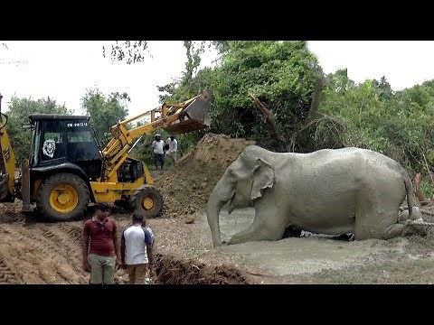 Translocating of a Wild jumbo Elephant | Amazing elephant transport mission | Wildlife