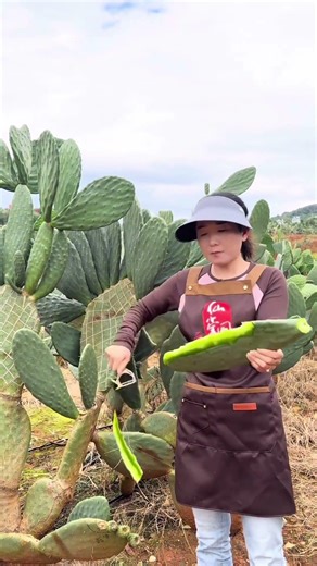 #lifeisbutadream #work #village #cactus#plant