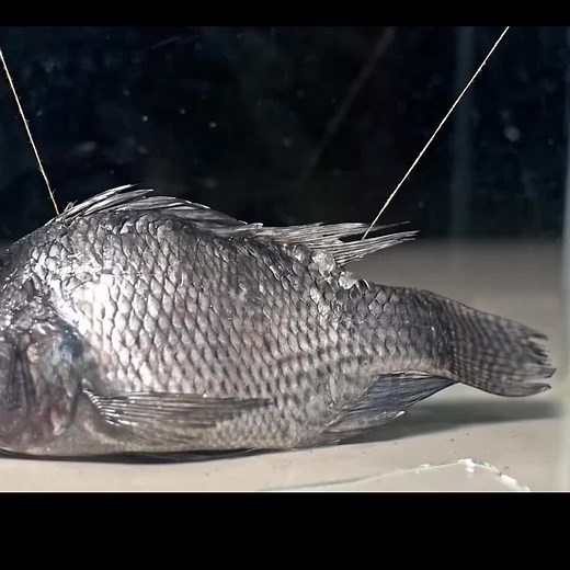 10 000 Maggots VS Fish | How Quickly The MAGGOTS Eat a Fish?