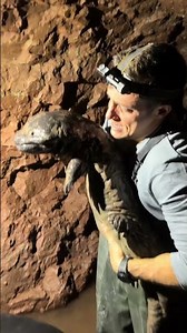 This Salamander Never Stops Growing! 🦎