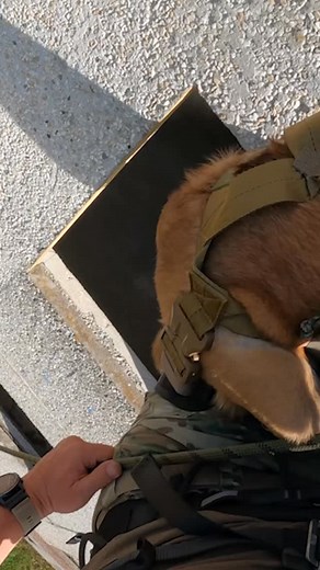 Together with @argusvomstrengenwinter and @tensi1988 we took some components and build the first version of the Kontenha Rig. With this an operator can rappel with his dog on the lap. Surely not the only option out there - but an option, that works. A longer video with some bonus material is on my YT channel. Thx to @ctocsummit for providing the foundation for this productive networking 💪🏻 | Ripperkon