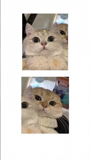 Cute matching cat pfps for two people #cute #cat #pfp #hug