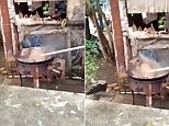 Dog is boiled alive in China as people watch and laugh