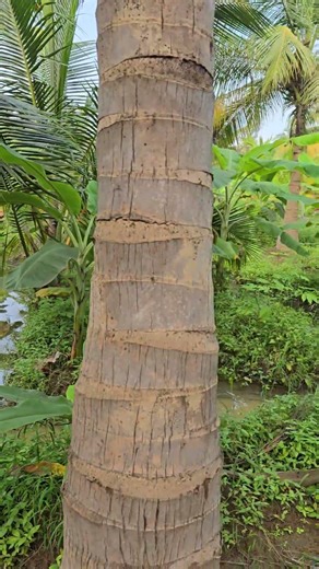 how is our farm looking #trending #garden #gardening #houseplants #herbal #plants #trending #farmlif