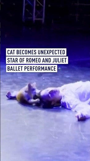 Cat becomes unexpected star of Romeo and Juliet