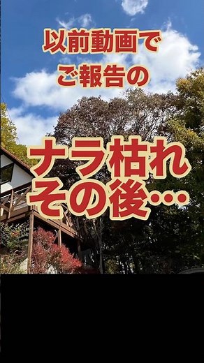 注意喚起！どんぐりの木ナラ枯れ 熊 予防 クマ 対策