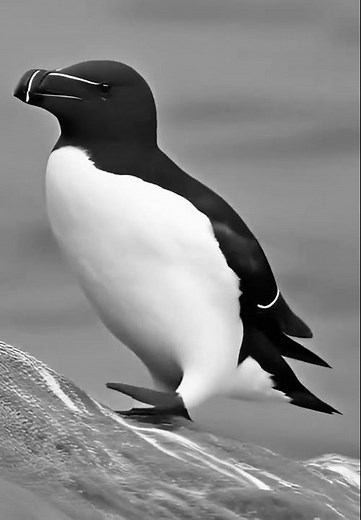 Razorbill flight