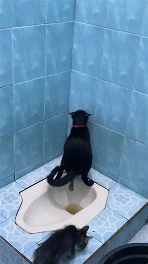 Aku Kebelet Ek Ek: Lagu dan Dance Kucing Lucu