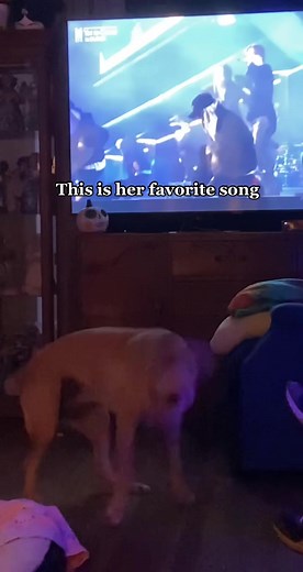 She went on for the whole song #bts #army #fyp #fypシ #jin #rm #suga #jhope #jimin #taehyung #jungkook #runbts #dog #concert #yettocome #busan