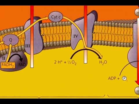 Oxidative Phosphorylation