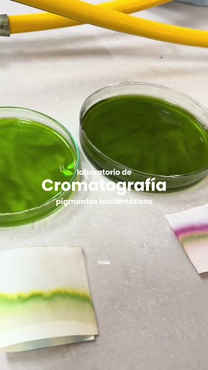 colores oooooooo 💚🍃 #divulgacioncientifica #cromatography #cromatografia #biologia #xyzcba #parati #fyp #biology #biologystudent #biology