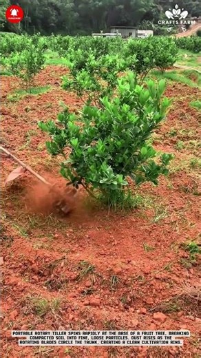 Orchard Soil Loosening: Portable Rotary Tiller Around Fruit Trees