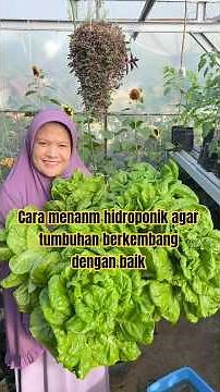 How to properly grow hydroponic plants. #minigarden #hydroponicplants #superiorplants #gardening