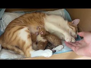 Beautiful mother cat and kittens meowing sound effects 🐈‍⬛
