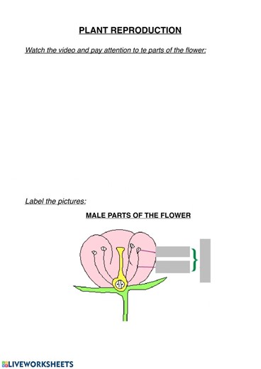 Parts of the flower interactive worksheet