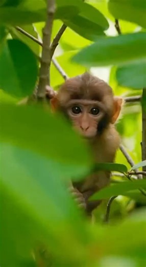 Looks Easy… Right? Monkey Copies Fisherman, Gets Tangled in His Own Net in Hilarious Life Lesson