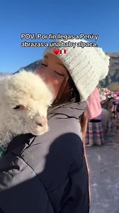 10K views · 505 reactions | Visitar Perú  y conocer las alpacas es una experiencia maravillosa que te conecta con la naturaleza y la cultura local. Las alpacas son uno de los símbolos más representativos del país, especialmente de las regiones andinas, donde se crían desde tiempos ancestrales por sus finas fibras, que se utilizan para confeccionar ropa tradicional y moderna.  LILAH | Machu Picchu Journey | Facebook